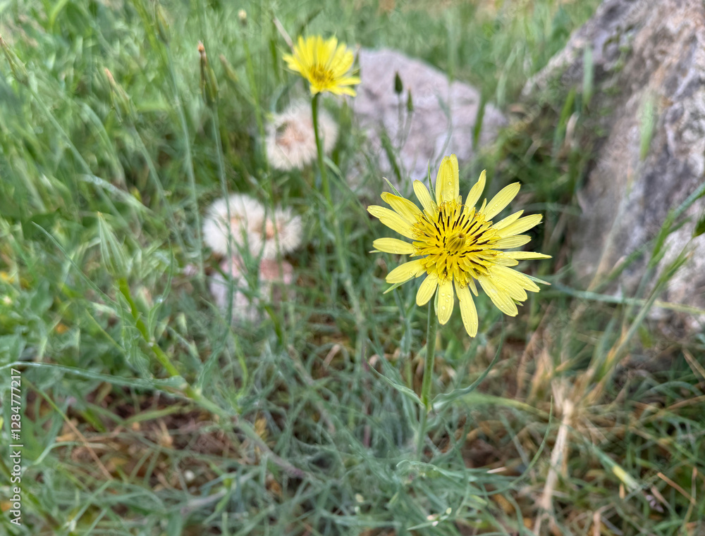 Tragopogon dubius plant and large yellow flower in the field. Close-up. Yellow salsify, western salsify, western goat's-beard, wild oysterplant, yellow goat's beard, goatsbeard, common salsify.
Tragopogon dubius plant and large yellow flower in the field. Close-up. Yellow salsify, western salsify, western goat's-beard, wild oysterplant, yellow goat's beard, goatsbeard, common salsify.