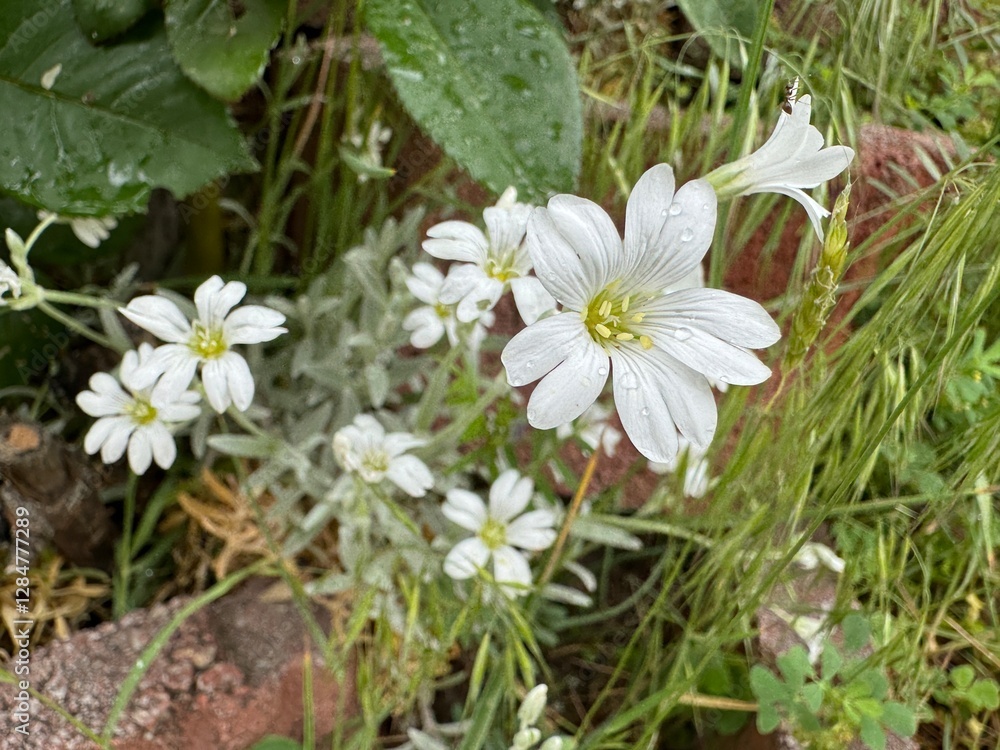 Beautiful white flowers of Cerastium biebersteinii plant, natural wallpaper. Snow-in-summer low spreading flowering plant covered with small white flowers. Family Caryophyllaceae.
Beautiful white flowers of Cerastium biebersteinii plant, natural wallpaper. Snow-in-summer low spreading flowering plant covered with small white flowers. Family Caryophyllaceae.
