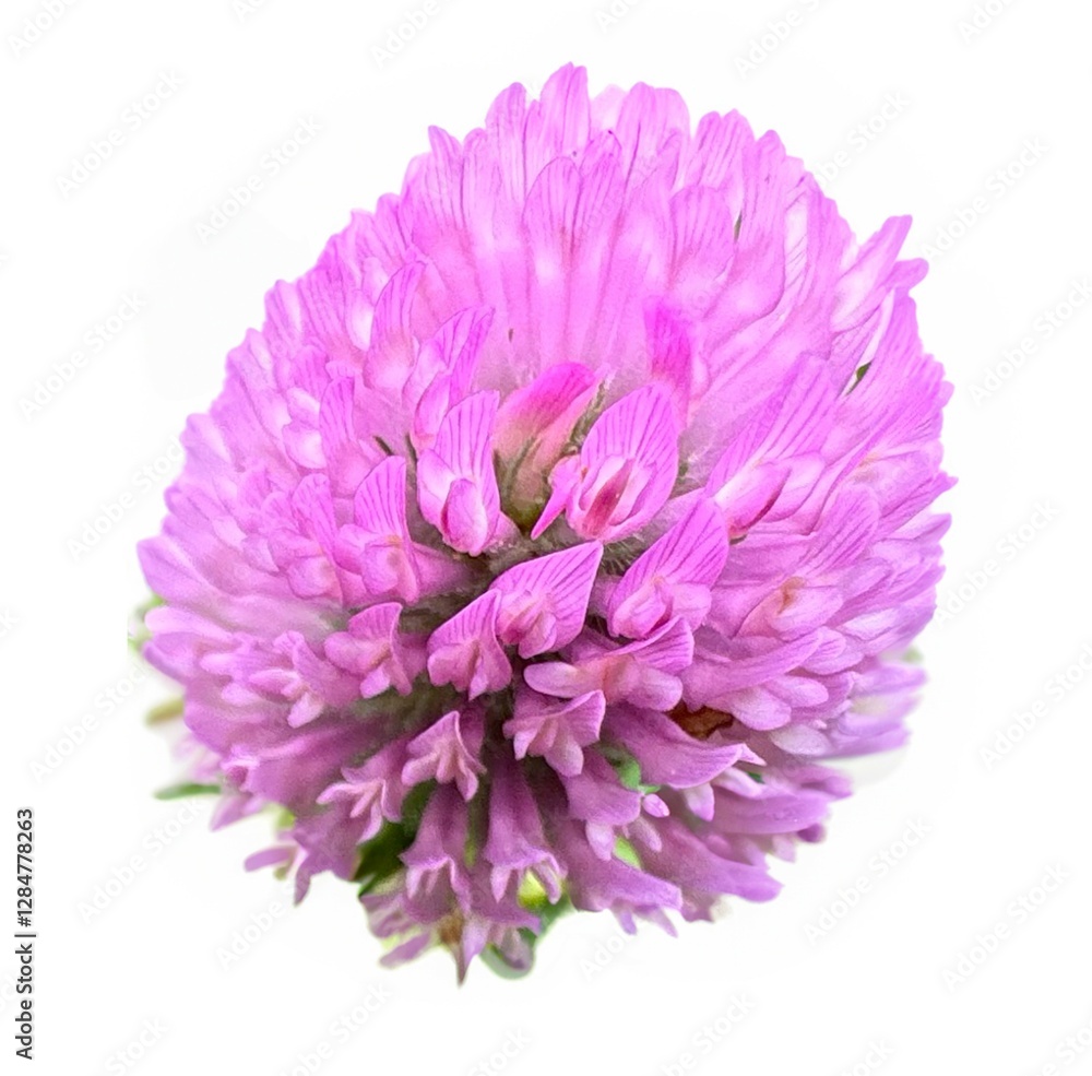 Clover flowers isolated on white background. Red clover (Latin Trifolium pratense) is a plant of the genus Clover (Trifolium). Red clover purple flowers close-up detailed shot. For design.
