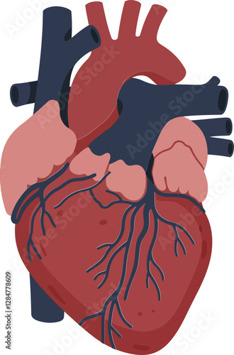 Anatomically detailed red human heart illustration in a flat design style showcasing veins and arteries in vector art