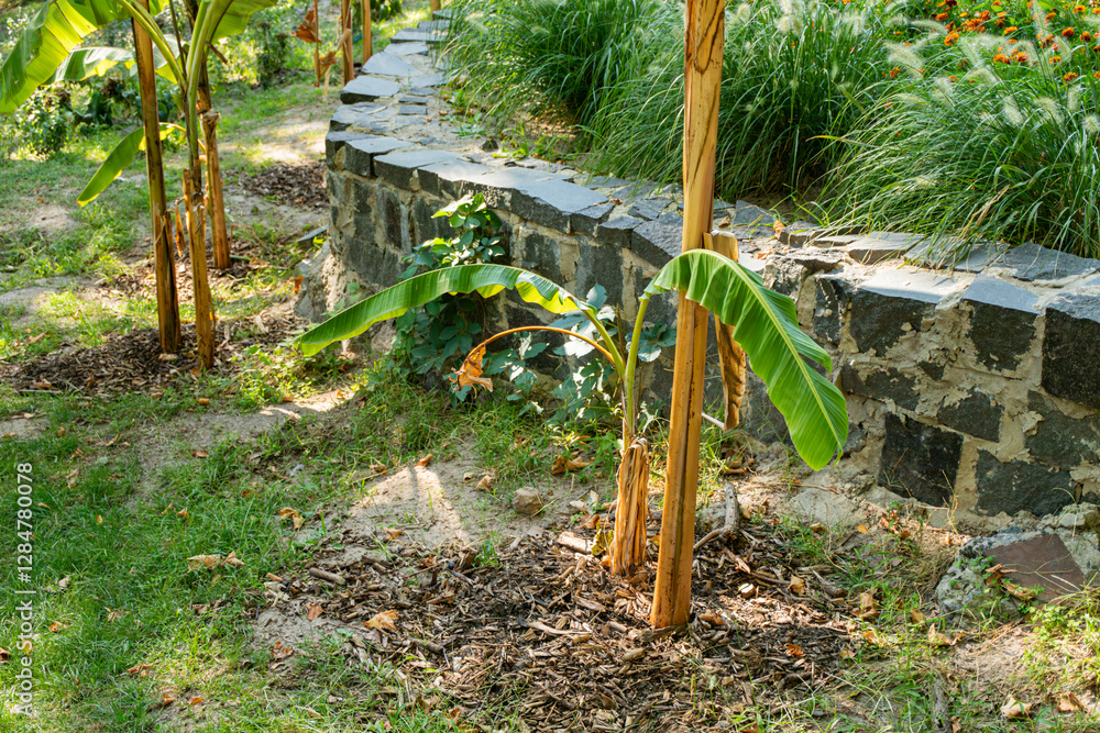 Fototapeta premium Young banana plant growing in soil with wood mulch, next to stone retaining wall.