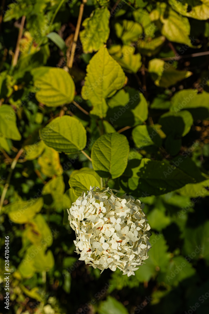 Close-up of a white hydrangea flower with a blurred background of yellow-green leaves under sunlight.
Close-up of a white hydrangea flower with a blurred background of yellow-green leaves under sunlight.