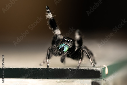 Photos Phidippus regius mâle en pleine parade amoureuse, montrant son comportement de séduction