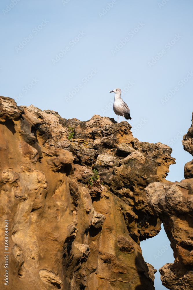 Seabird on top of a rock, Biarritz, France. Seabird on top of a rock, Biarritz, France.