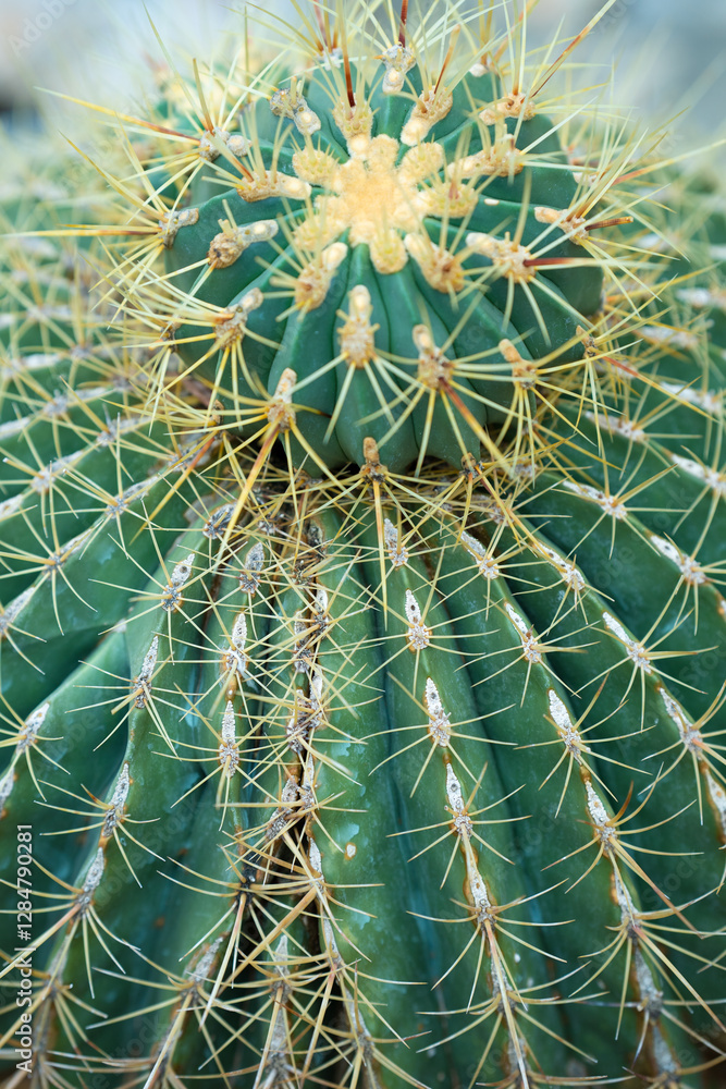 Big green cactus with yellow needles fragment . Echinocactus grusonii in botanical greenhouse. Selective focus, vertical Big green cactus with yellow needles fragment . Echinocactus grusonii in botanical greenhouse. Selective focus, vertical