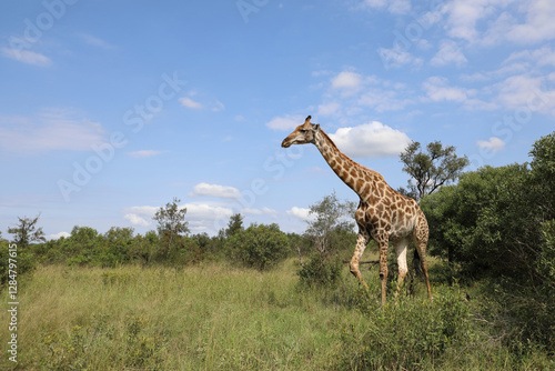Photography Giraffe / Giraffe / Giraffa camelopardalis