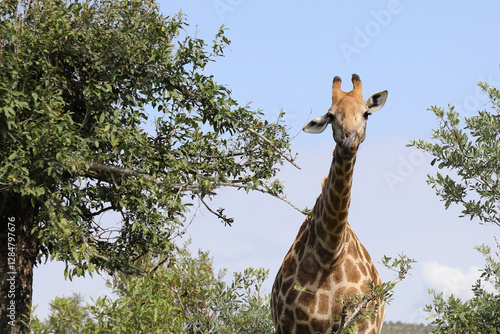 Canvas Print Giraffe / Giraffe / Giraffa camelopardalis
