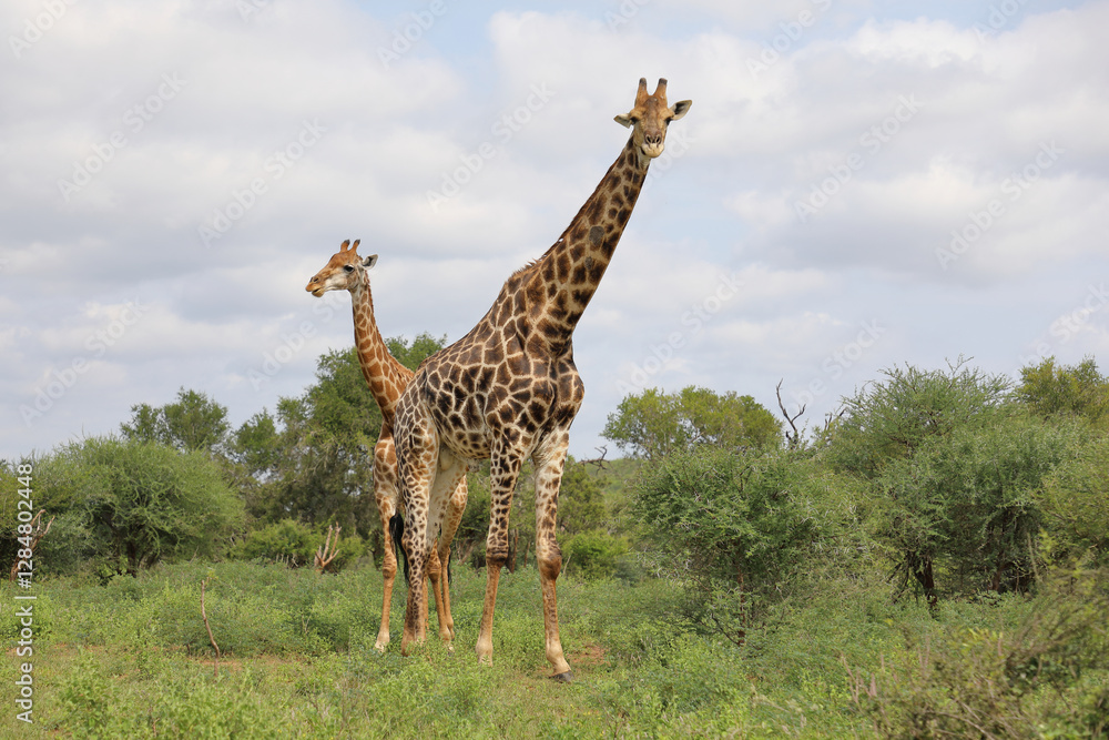 Fototapeta premium Giraffe / Giraffe / Giraffa camelopardalis