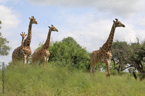 Photography Giraffe / Giraffe / Giraffa camelopardalis