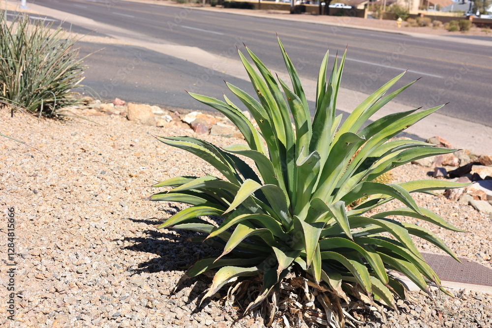 Blue Agave along with smooth boulders and small brown gravel in desert style xeriscaping
Blue Agave along with smooth boulders and small brown gravel in desert style xeriscaping
