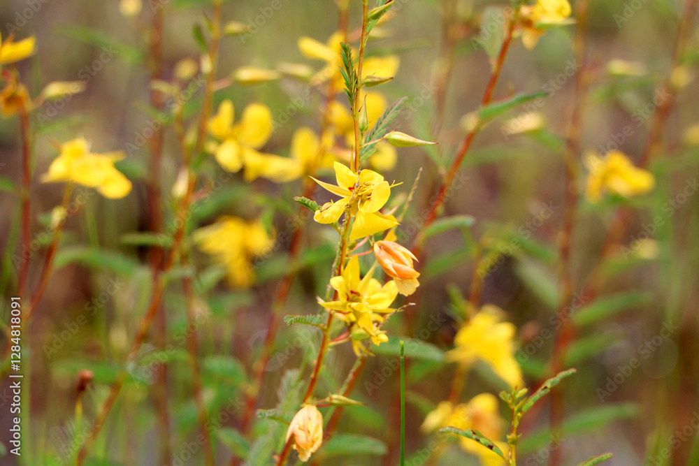 Closeup of Yellow wildflower, partridge pea, chamaescrista fasciculata, growing in Florida, USA landscape. Closeup of Yellow wildflower, partridge pea, chamaescrista fasciculata, growing in Florida, USA landscape.