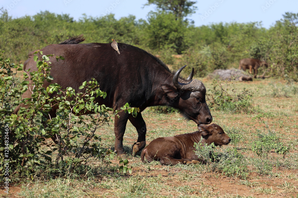 Kaffernbüffel und Gelbschnabel-Madenhacker / African buffalo and Yellow-billed oxpecker / Syncerus caffer et Buphagus africanus.. Kaffernbüffel und Gelbschnabel-Madenhacker / African buffalo and Yellow-billed oxpecker / Syncerus caffer et Buphagus africanus..