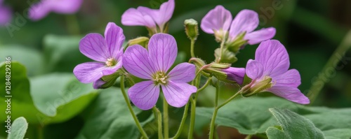 Close-up of purple flowers with green leaves in a garden setting