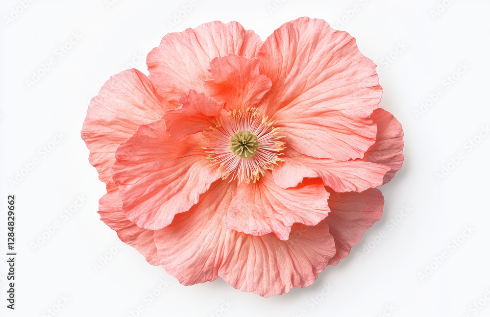 A large, delicate pink flower with layered petals and a central cluster of stamens. A large, delicate pink flower with layered petals and a central cluster of stamens.