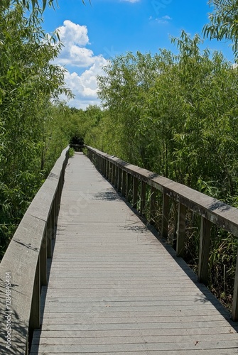 Elevated wooden boardwalk receding i through everglades