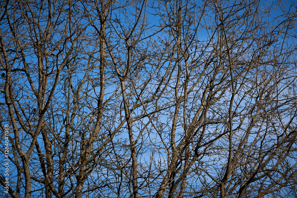 bare branches of oak tree against blue sky bare branches of oak tree against blue sky