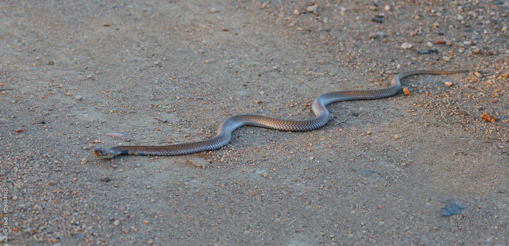 Mosambik-Speikobra / Mozambique spitting cobra / Naja mossambica Mosambik-Speikobra / Mozambique spitting cobra / Naja mossambica
