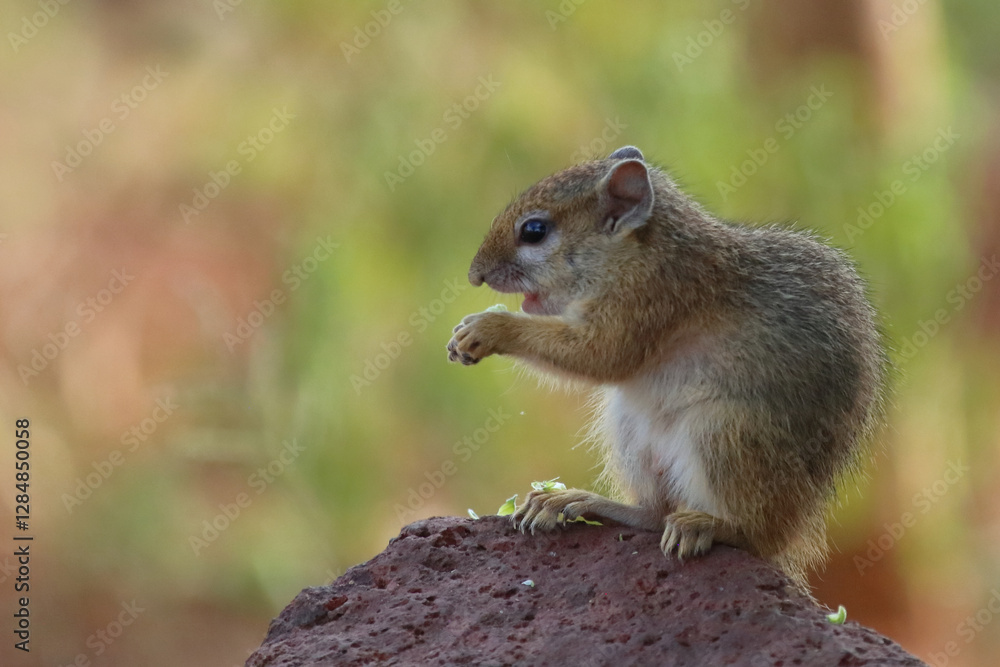 Ockerfußbuschhörnchen / Tree squirrel / Paraxerus cepapi Ockerfußbuschhörnchen / Tree squirrel / Paraxerus cepapi