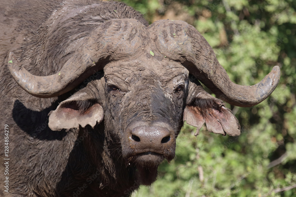 Fototapeta premium Kaffernbüffel / African buffalo / Syncerus caffer