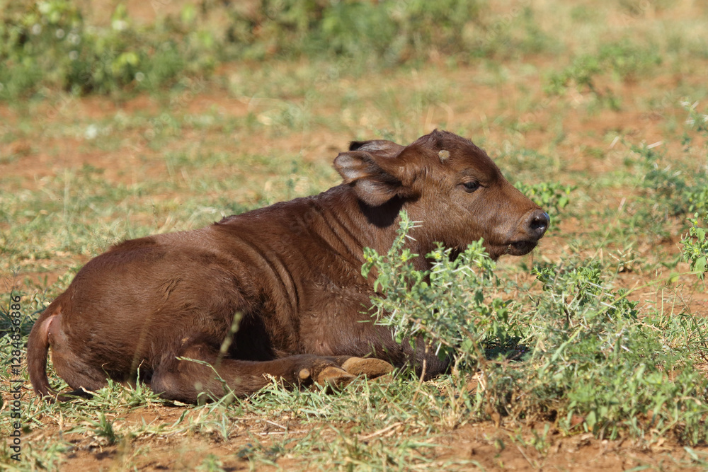 Kaffernbüffel / African buffalo / Syncerus caffer. Kaffernbüffel / African buffalo / Syncerus caffer.
