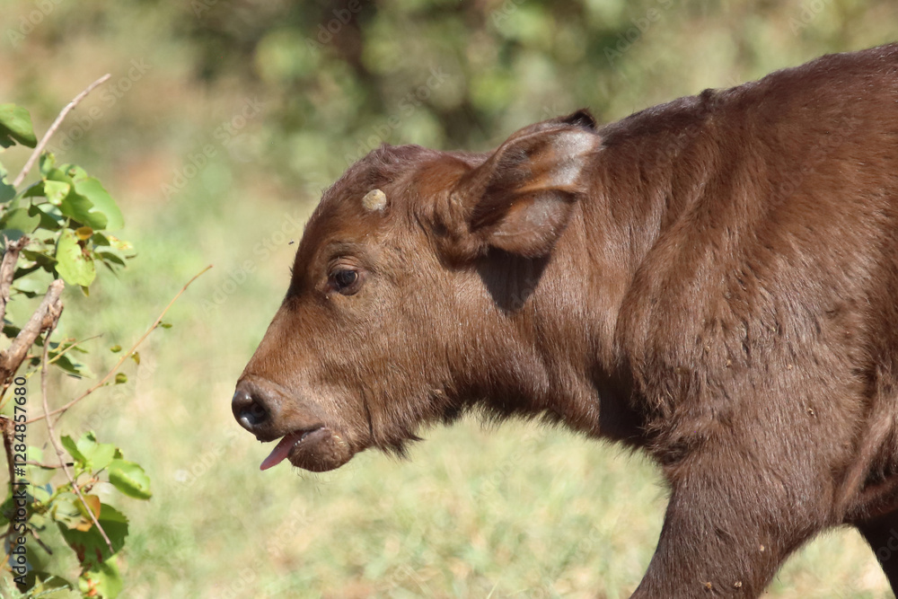 Kaffernbüffel / African buffalo / Syncerus caffer. Kaffernbüffel / African buffalo / Syncerus caffer.
