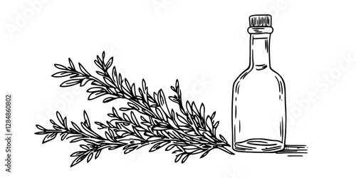 herbal essential oil bottle with rosemary vintage engraving style doodle sketch vector