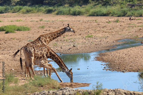 Photography Giraffe / Giraffe / Giraffa camelopardalis