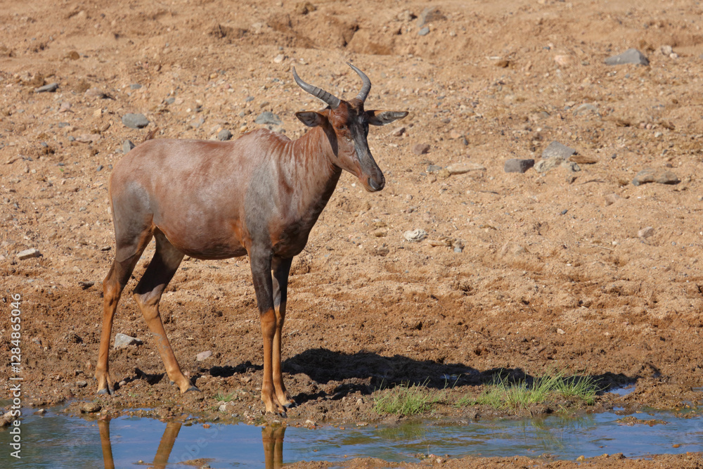 Leierantilope oder Halbmondantilope / Common tsessebe / Damaliscus lunatus