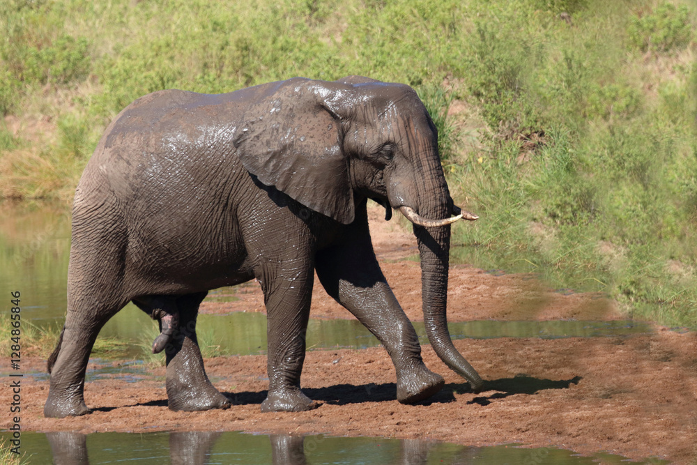 Obraz premium Afrikanischer Elefant / African elephant / Loxodonta africana