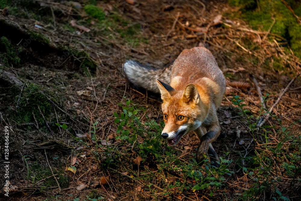 Fox at sunrise. Red fox, Vulpes vulpes, hunting in green forest. Hungry fox sniffs about food in blueberry. Beautiful orange fur coat animal in natural habitat. Wildlife, summer nature. Clever beast. Fox at sunrise. Red fox, Vulpes vulpes, hunting in green forest. Hungry fox sniffs about food in blueberry. Beautiful orange fur coat animal in natural habitat. Wildlife, summer nature. Clever beast.