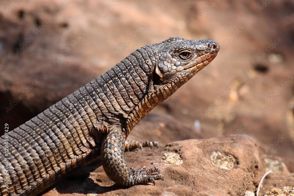 Felsen-Schildechse / Giant plated lizard / Matobosaurus validus Felsen-Schildechse / Giant plated lizard / Matobosaurus validus