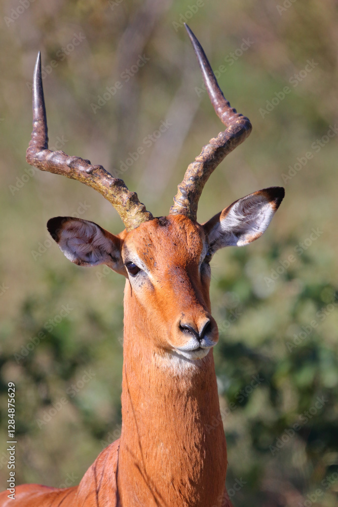 Naklejka premium Schwarzfersenantilope / Impala / Aepyceros melampus