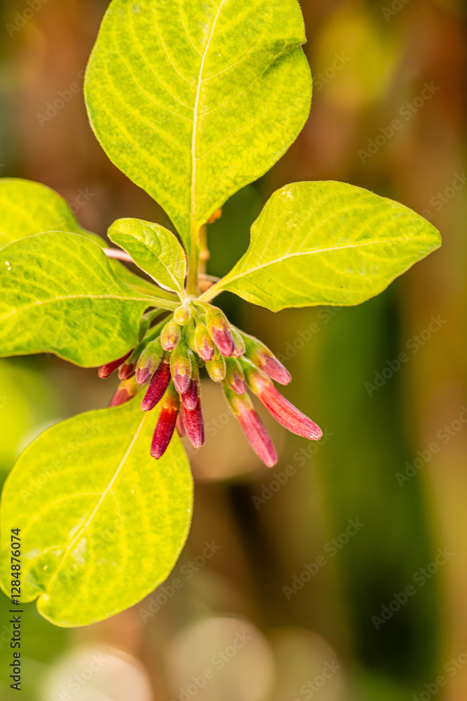 Iochroma grandiflorum pertenece a la familia de Solanaceae. Iochroma grandiflorum pertenece a la familia de Solanaceae.