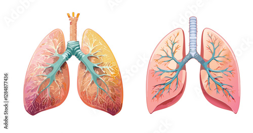 Human lungs diagram,  illustration, lungs anatomy, Human lung anatomy diagram vector illustration
人體肺，醫學肺，人體肺插圖