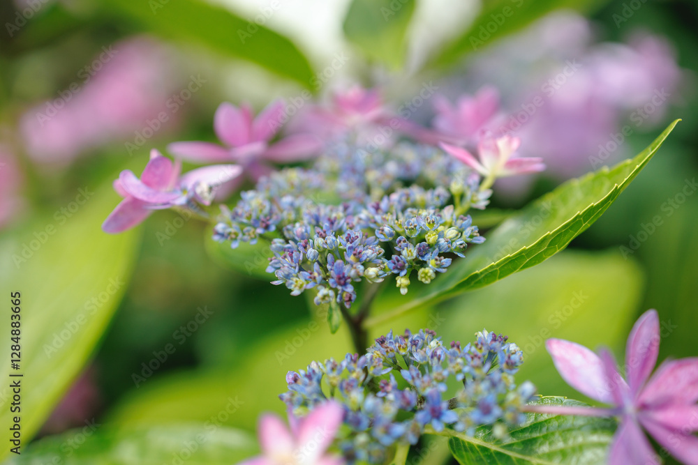 Lacecap Hydrangea shows delicate hues of purple and blue surrounded by lush green foliage. The soft focus background enhances the blossom's vivid colors and intricate details. Lacecap Hydrangea shows delicate hues of purple and blue surrounded by lush green foliage. The soft focus background enhances the blossom's vivid colors and intricate details.