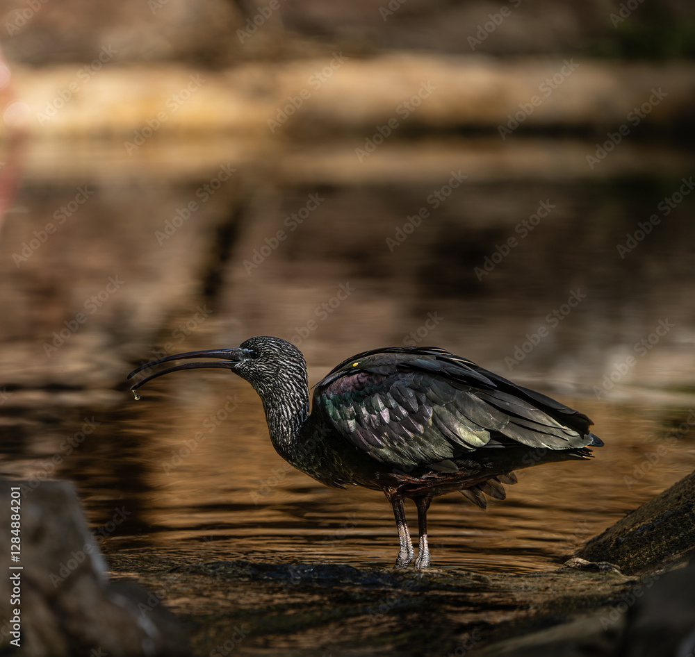 Naklejka premium Ibis Hagedash