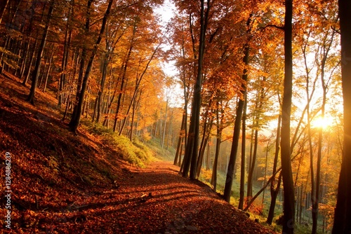 Bosque otoño