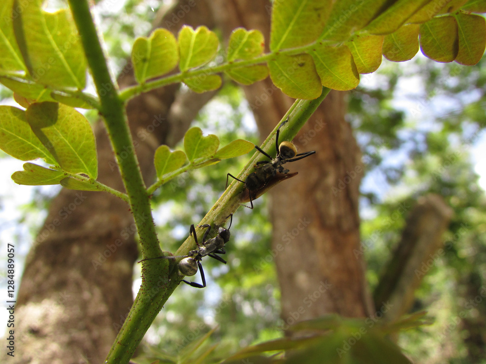 A golden ant (Camponotus sericeiventris) and a soldier insect on a tree in an ecological interaction A golden ant (Camponotus sericeiventris) and a soldier insect on a tree in an ecological interaction