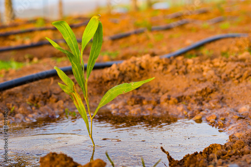 Willow plant shrub, tree planting initiative in urban area, drip irrigation system