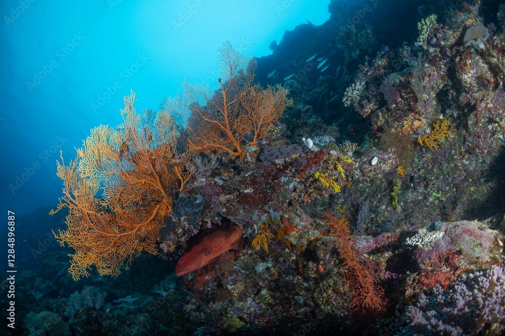 Fototapeta premium Great Barrier Reef Underwater adventure explore coral fish Australia scuba diving
