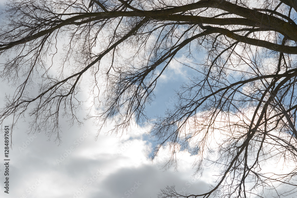 Obraz premium tree branch in silhouette on a winter sky with feathery clouds