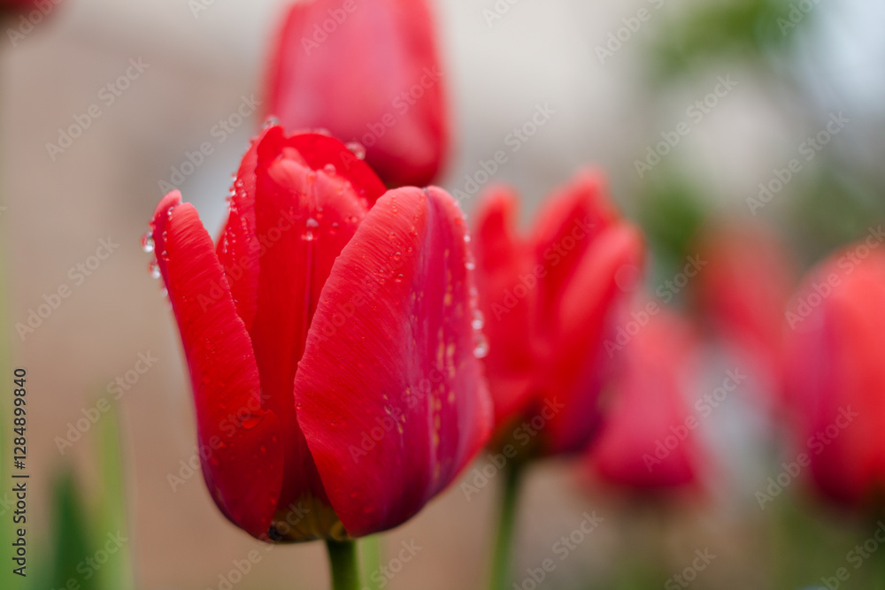 Naklejka premium Macro of red and orange tulips on field detailed photographed with morning condensation water drops. 