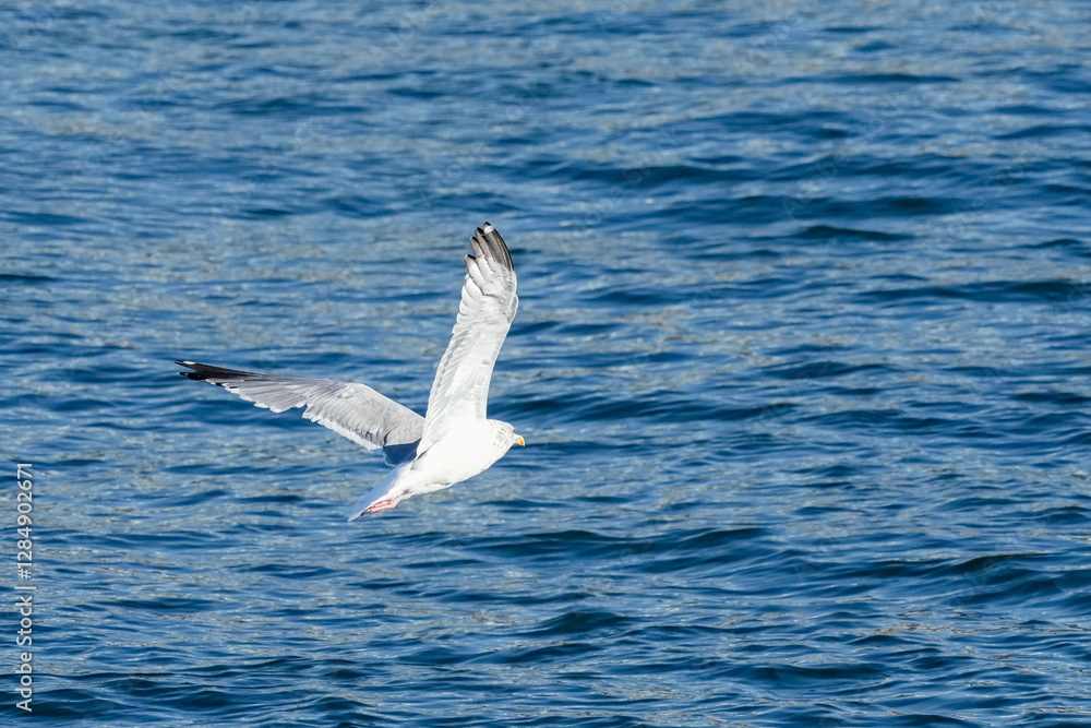 seagull in a sea seagull in a sea