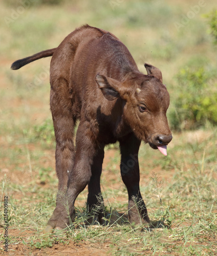 Kaffernbüffel / African buffalo / Syncerus caffer.
