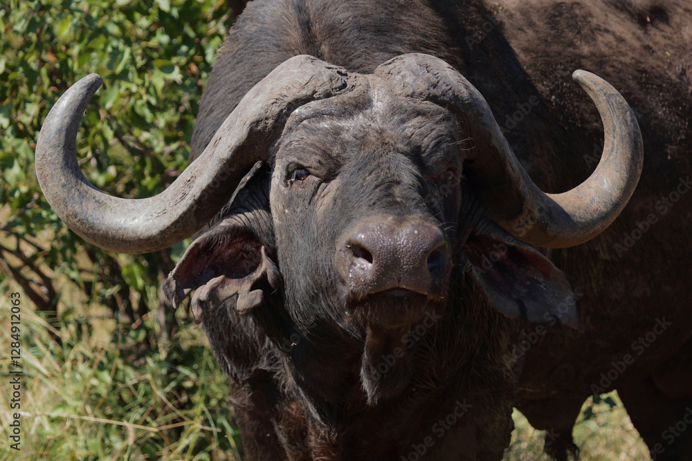 Kaffernbüffel / African buffalo / Syncerus caffer Kaffernbüffel / African buffalo / Syncerus caffer