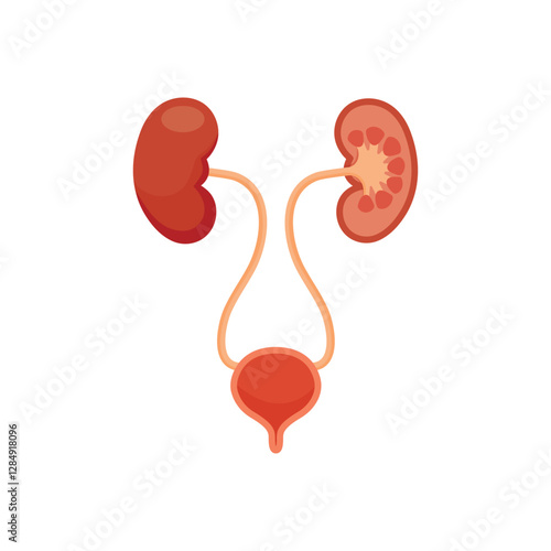 Health Bladder and Kidney Symbol Icon