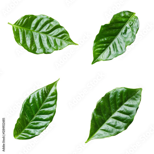 set of green coffee leaves floating in different directions isolated on a white background