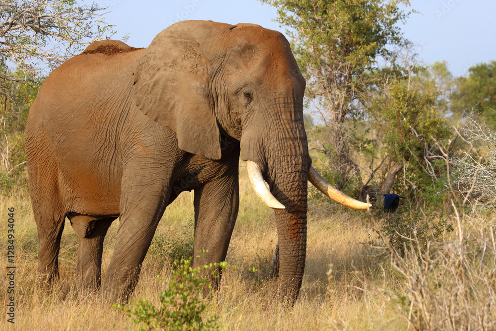 Obraz premium Afrikanischer Elefant / African elephant / Loxodonta africana..