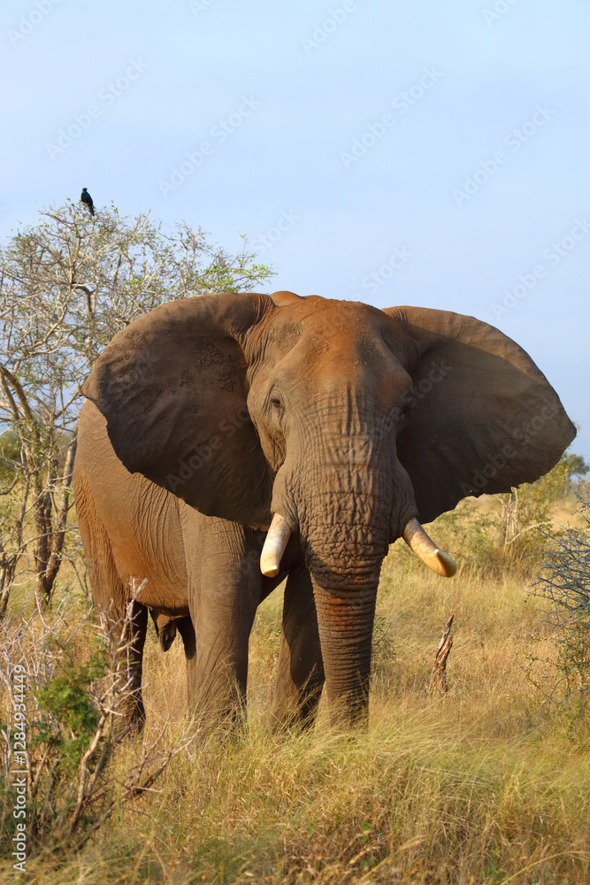 Fototapeta premium Afrikanischer Elefant / African elephant / Loxodonta africana..