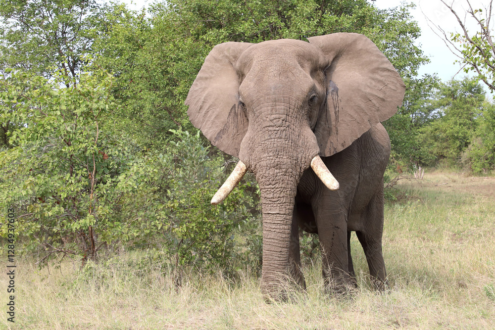 Fototapeta premium Afrikanischer Elefant / African elephant / Loxodonta africana